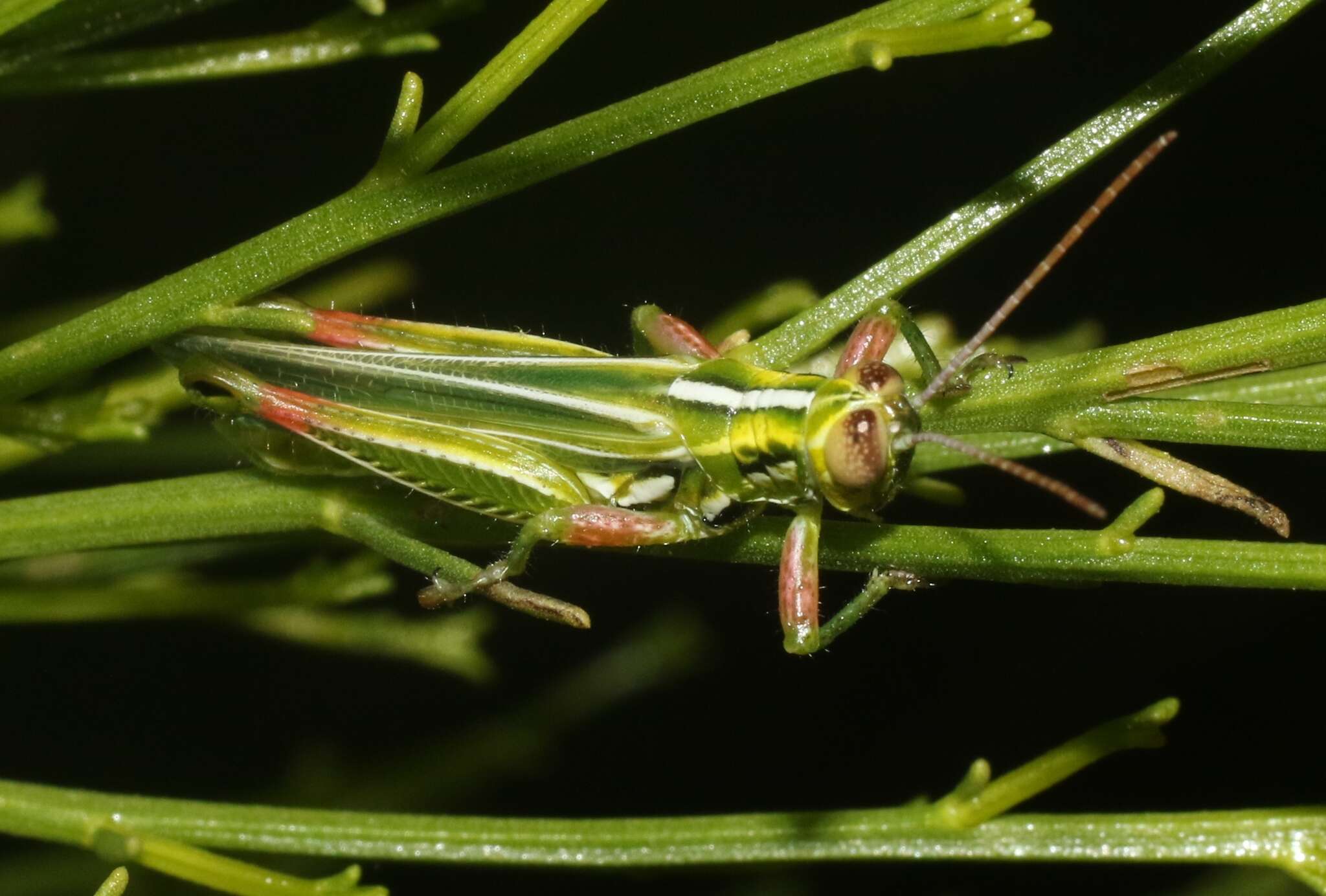 Image of Hesperotettix viridis viridis (Thomas & C. 1872)