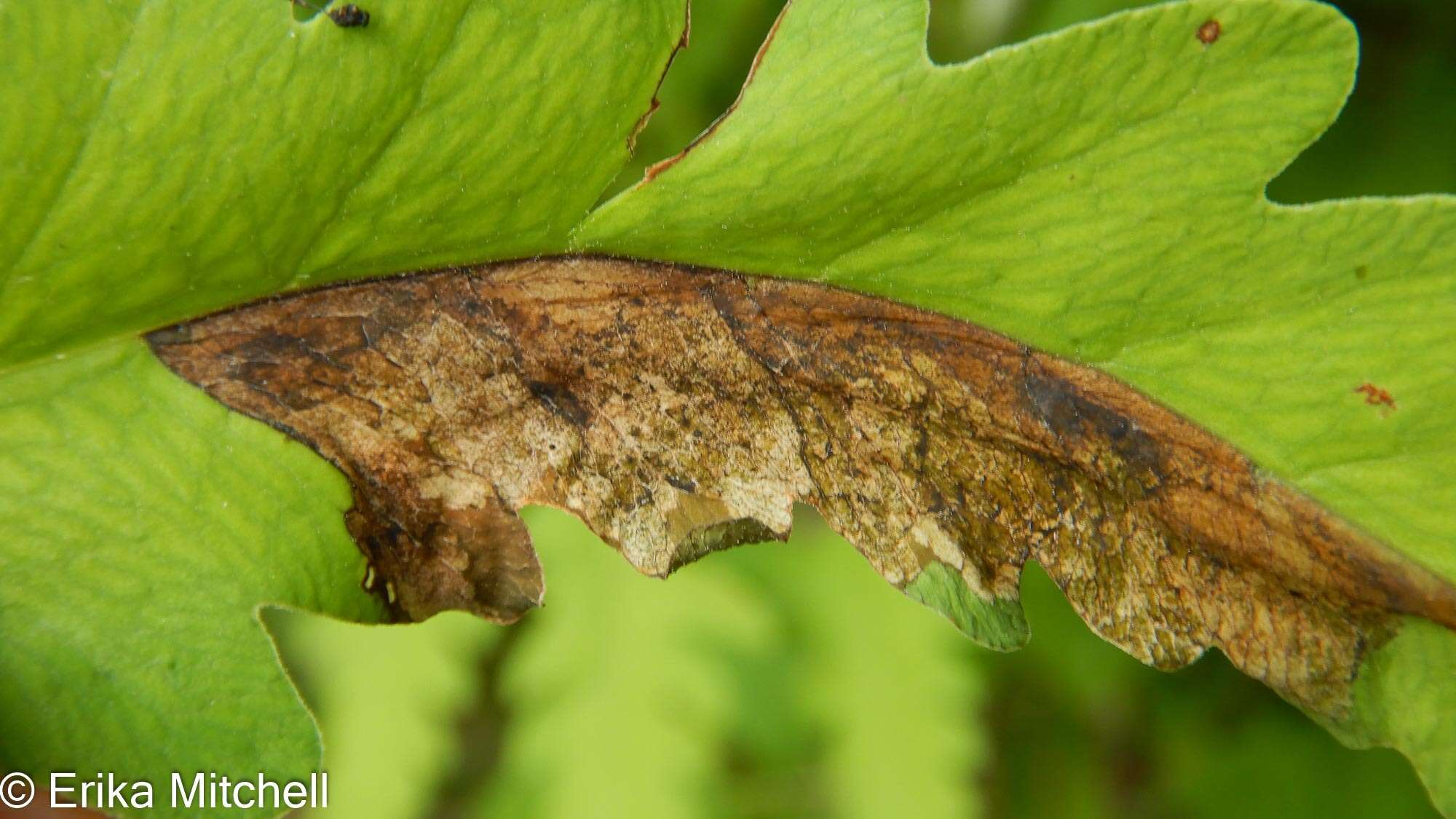 Chirosia gleniensis (Huckett 1924)的圖片