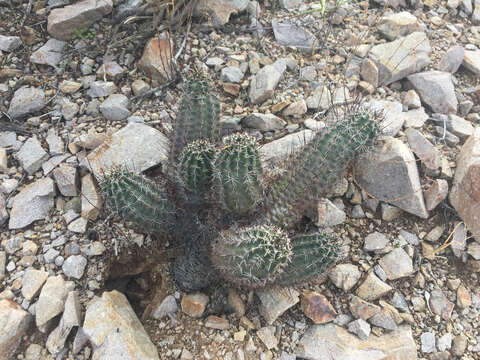 Image de Echinocereus fendleri subsp. rectispinus (Peebles) N. P. Taylor