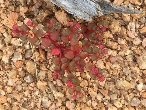 Image of Portulaca bicolor F. Müll.