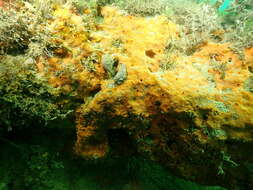 Image of red boring sponge