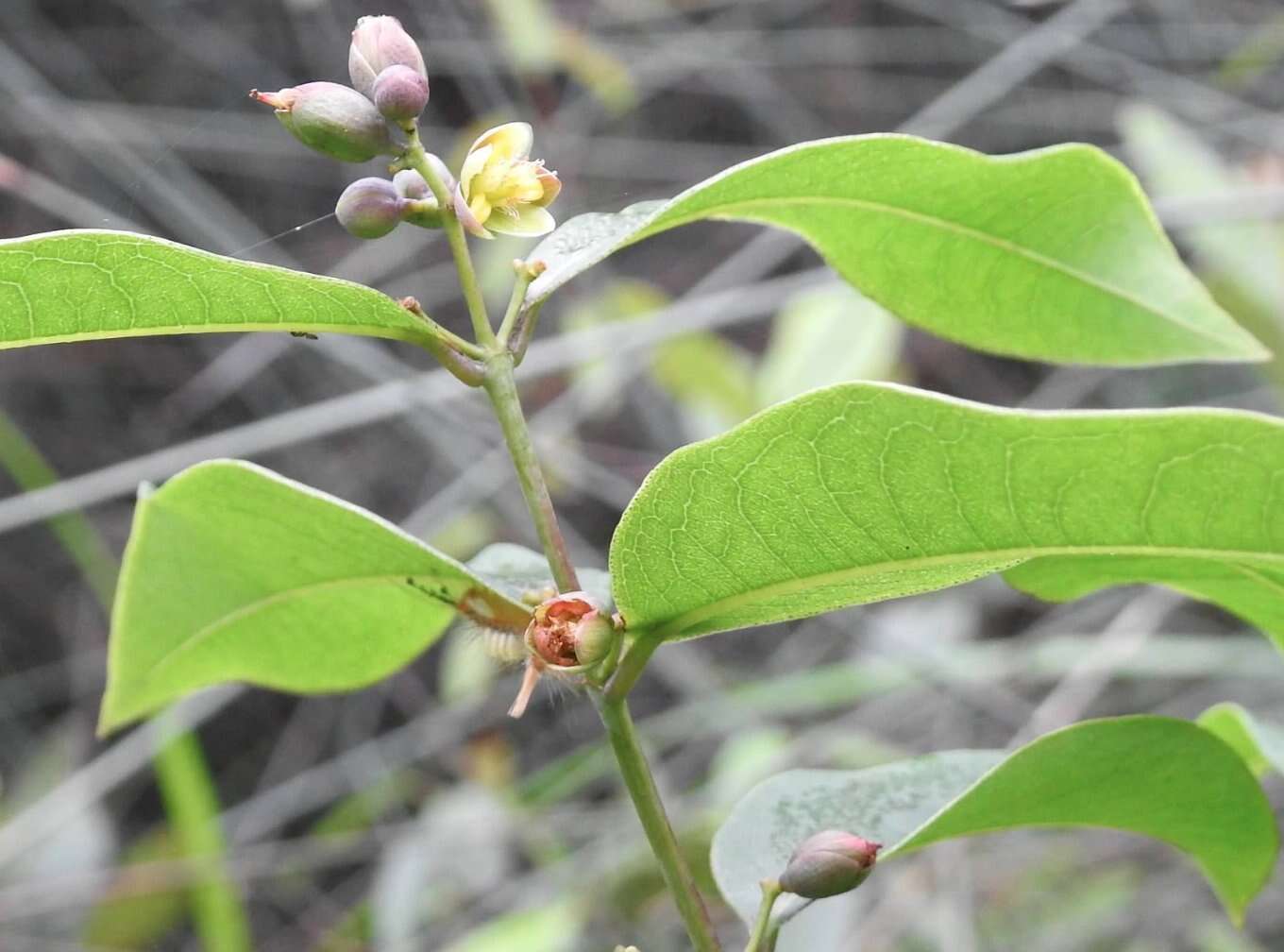 Image de Cratoxylum cochinchinense (Lour.) Bl.