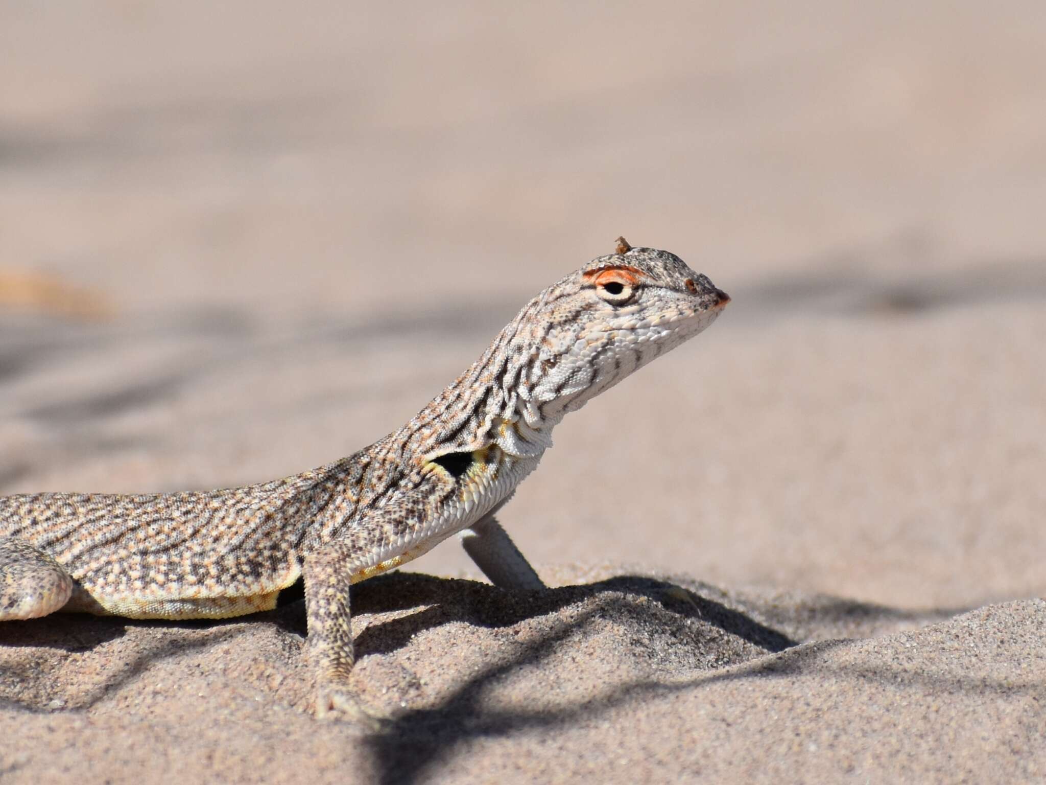 Image of Fringe-toed Sand Lizard