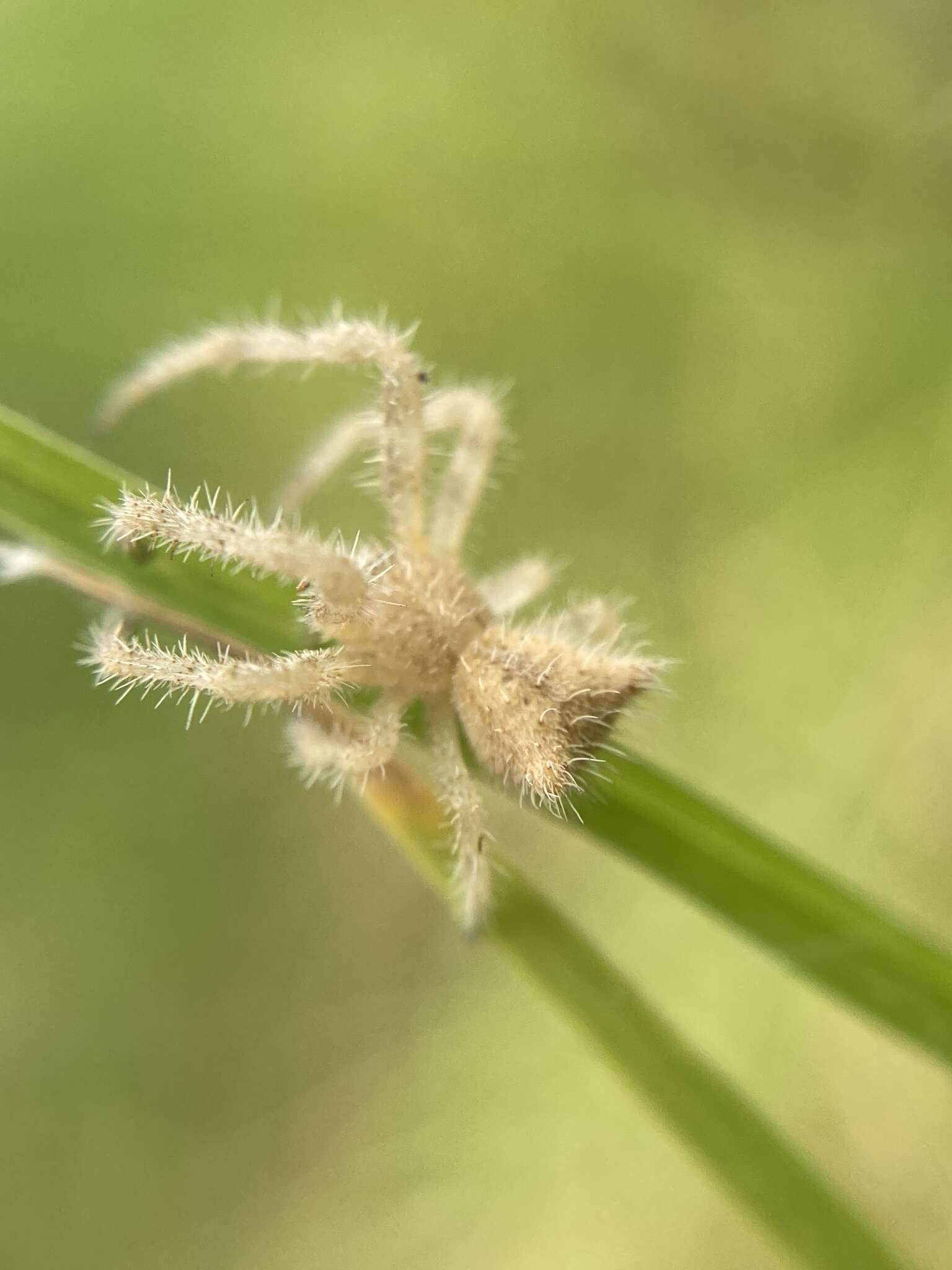 Image of Sidymella hirsuta (L. Koch 1874)