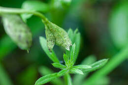 Imagem de Puccinia cribrata Arthur & Cummins 1933