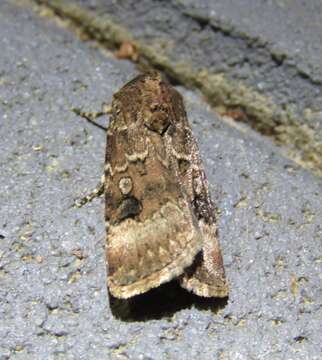 Image of Agrotis poliotis Hampson 1903