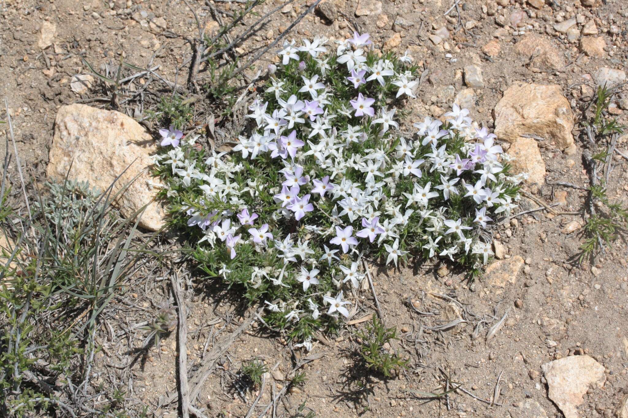 Imagem de Phlox diffusa Benth.