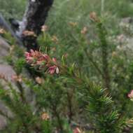 Image of Glischrocaryon monospermum (F. Muell.) Christenh. & Byng