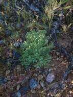 Image of Oxalis furcillata Salter