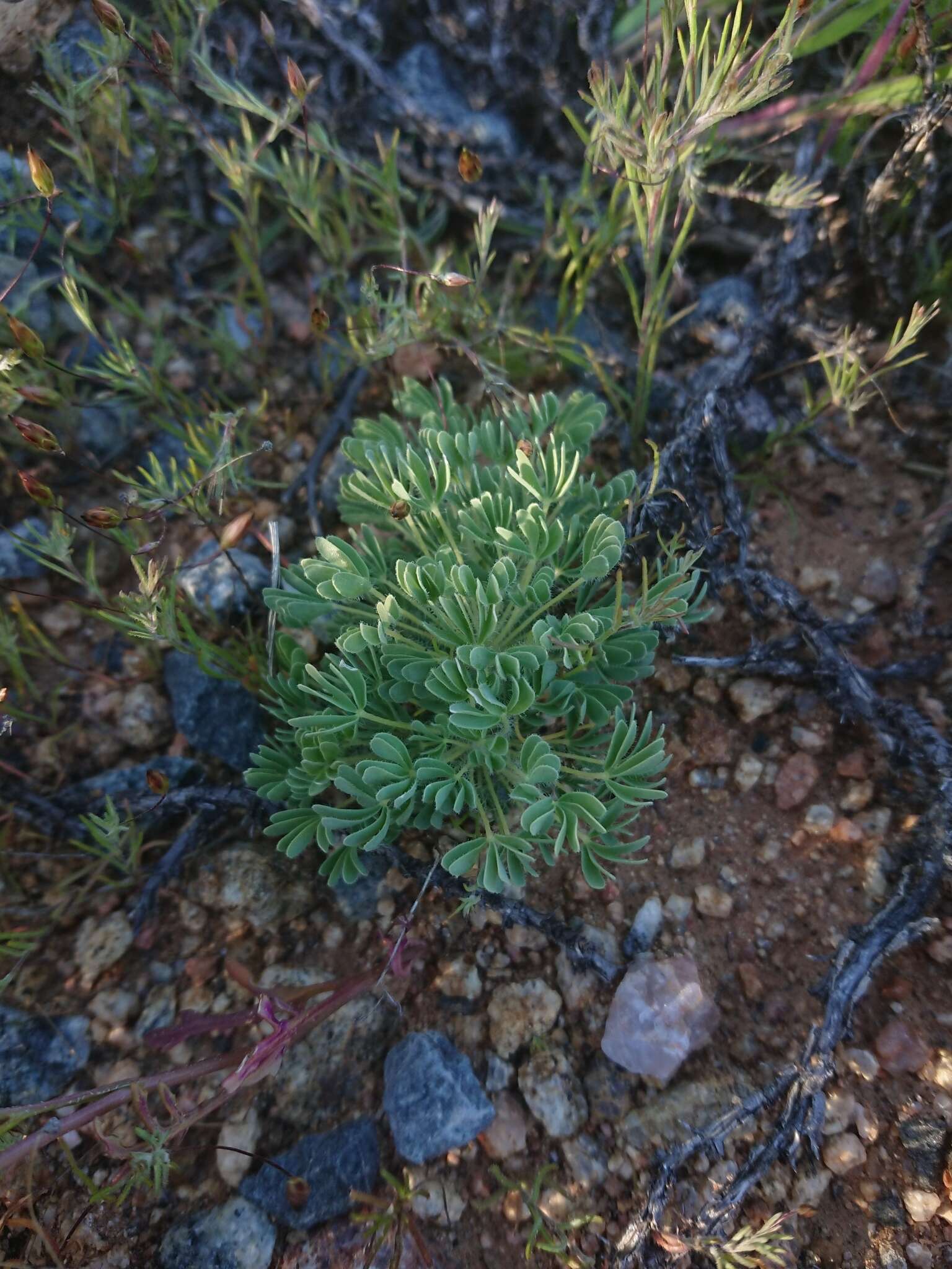 Sivun Oxalis furcillata Salter kuva