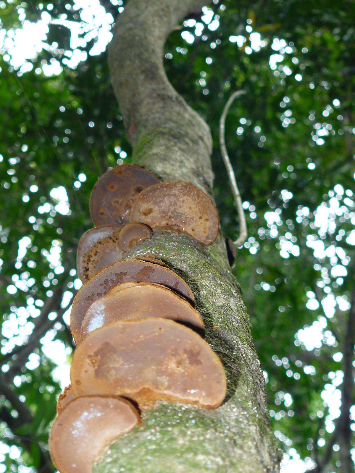 صورة Phellinus gilvus (Schwein.) Pat. 1900