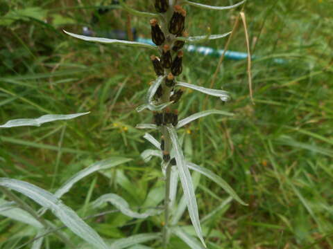 Image of heath cudweed