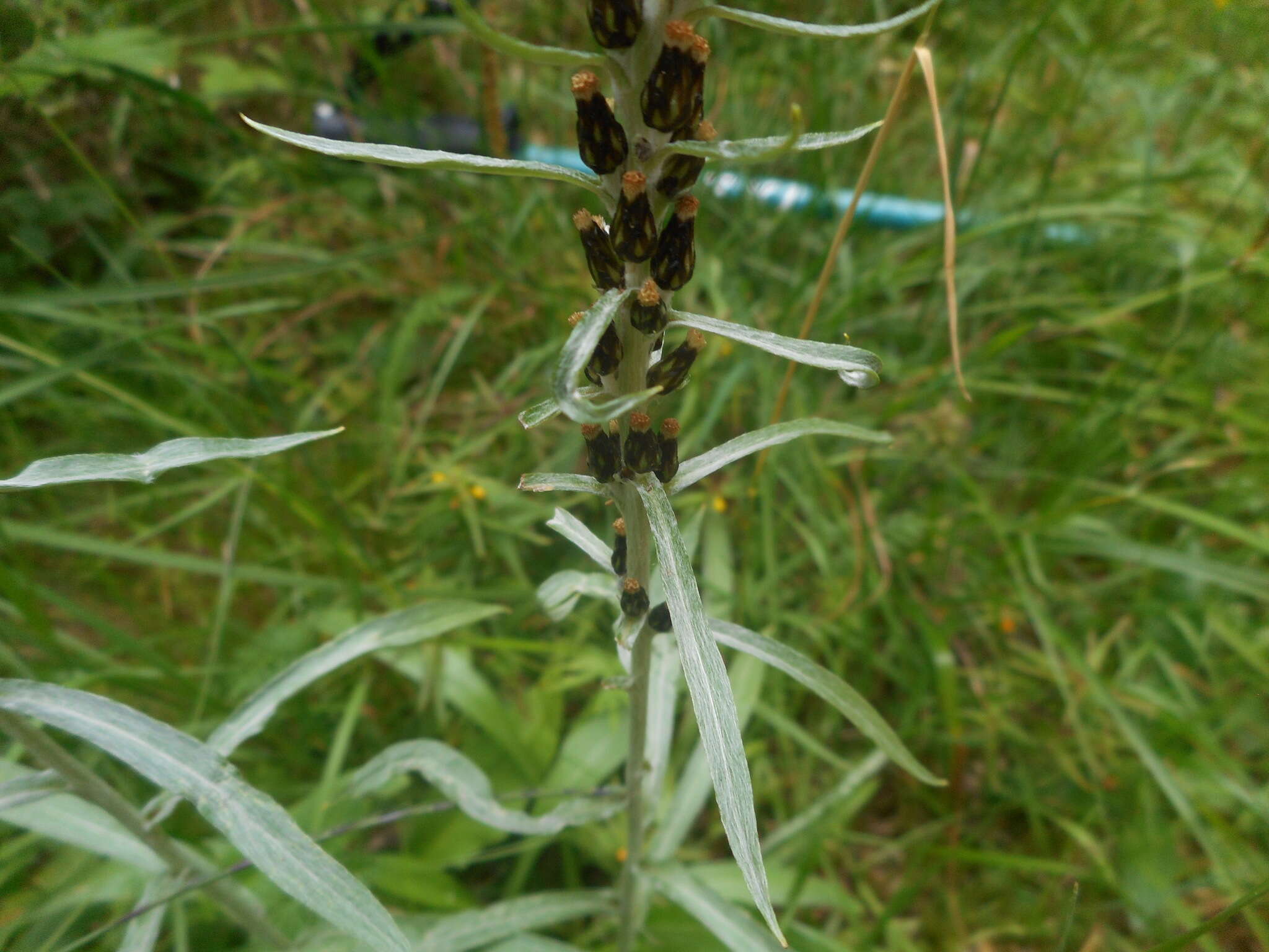 Image of heath cudweed