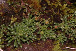 Imagem de Sedum clavifolium Rose