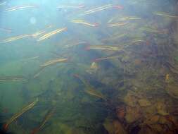 Image of Giant Snakehead