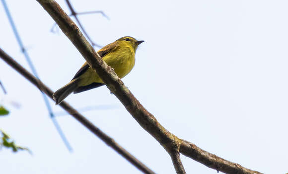 Image of Flavescent Flycatcher