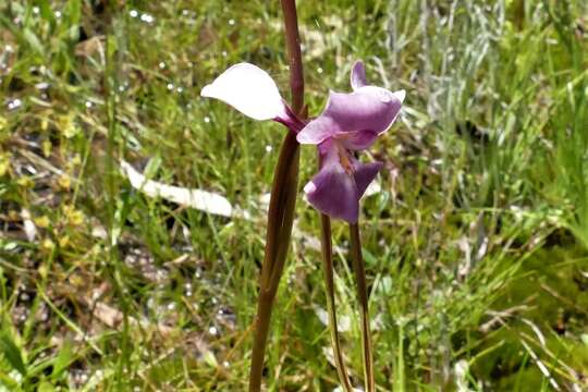 Image of Diuris punctata var. punctata