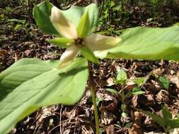 Image of Trillium erectum var. album (Michx.) Pursh