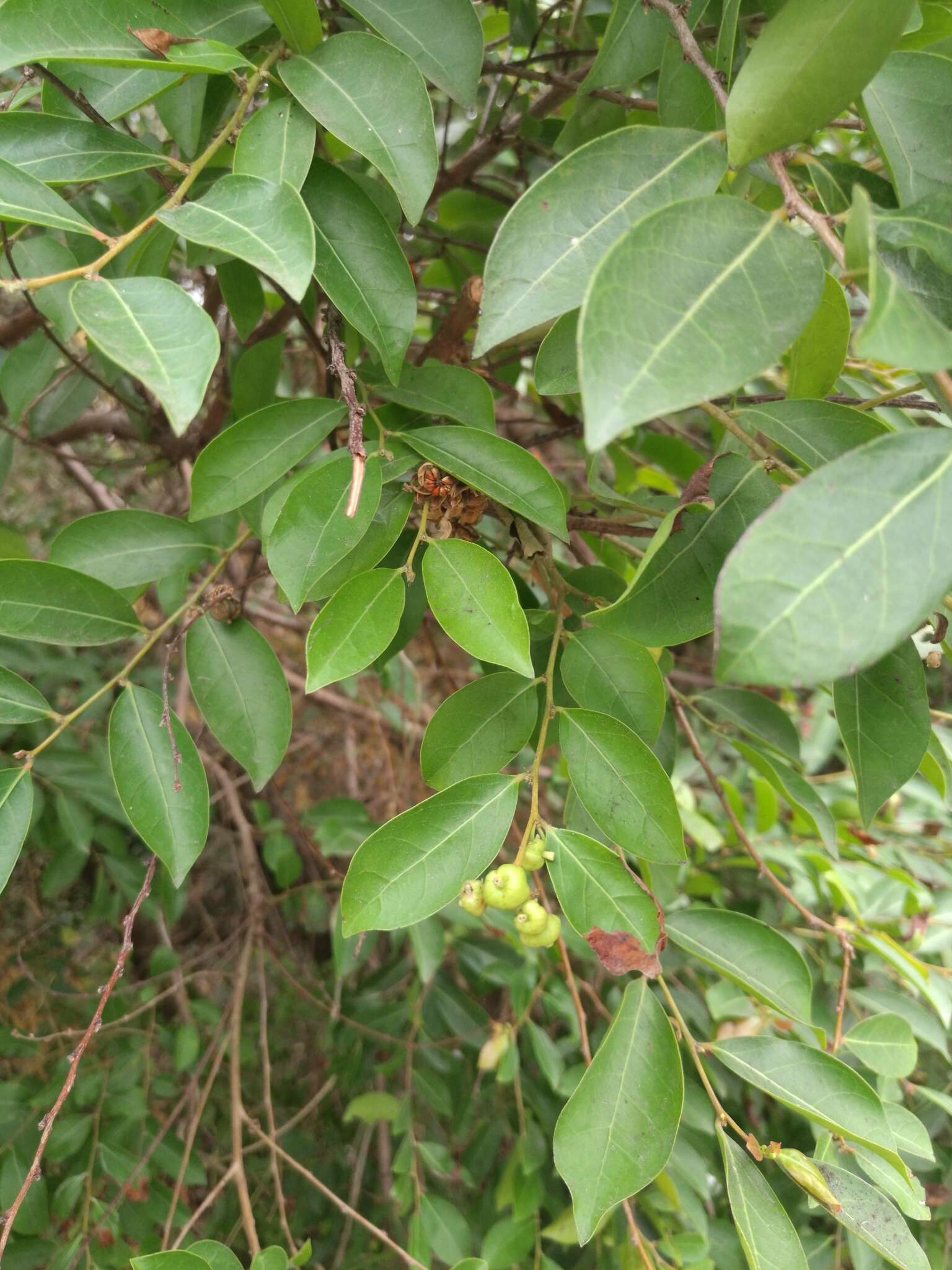 Слика од <i>Glochidion rubrum</i>