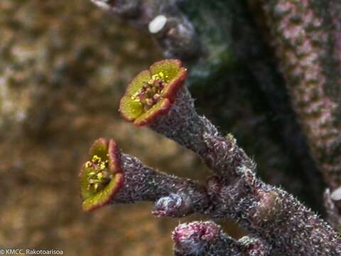 Sivun Euphorbia platyclada var. hardyi Rauh kuva