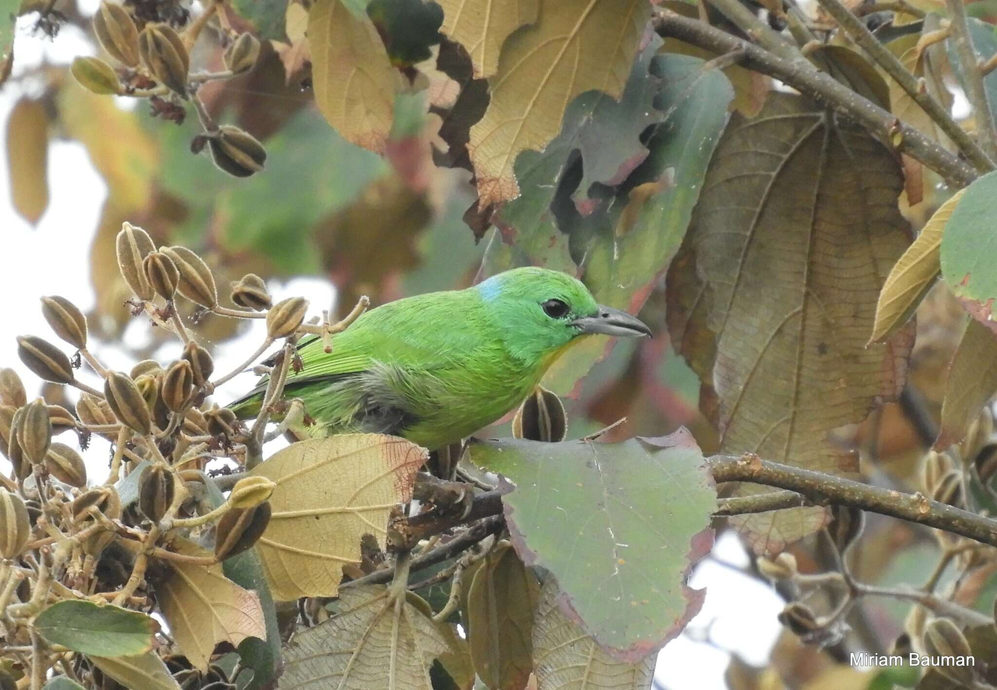 Image of Green Shrike-Vireo