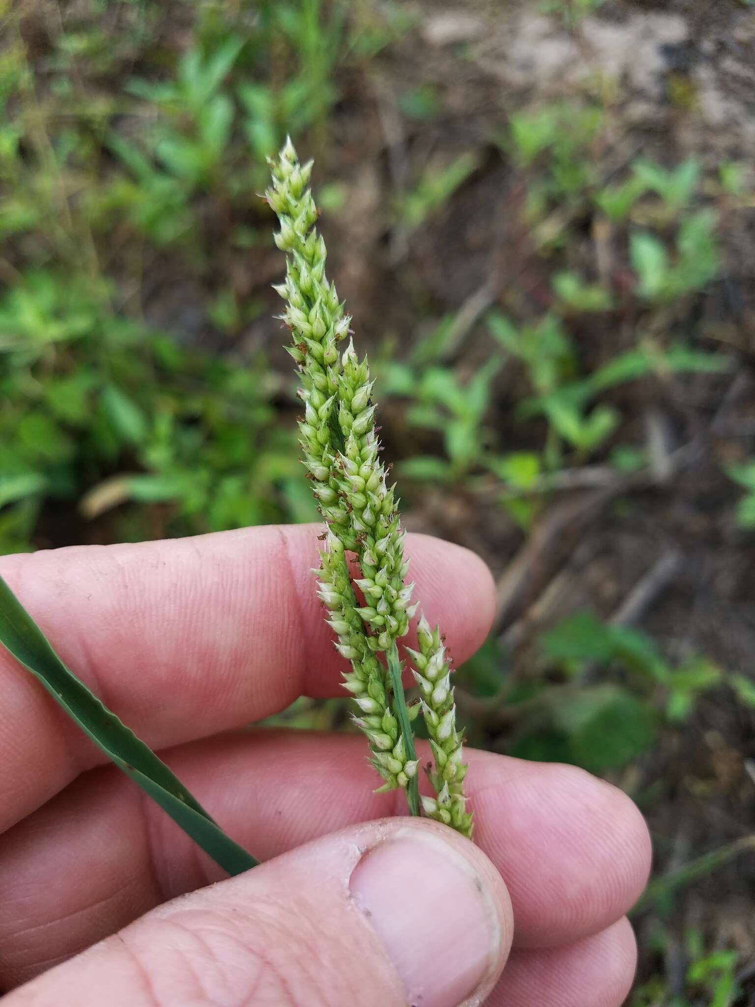 Plancia ëd Echinochloa muricata (P. Beauv.) Fernald