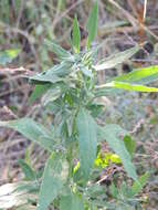 Image of Russian pigweed