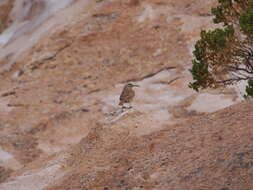 Image of Buff-breasted Earthcreeper