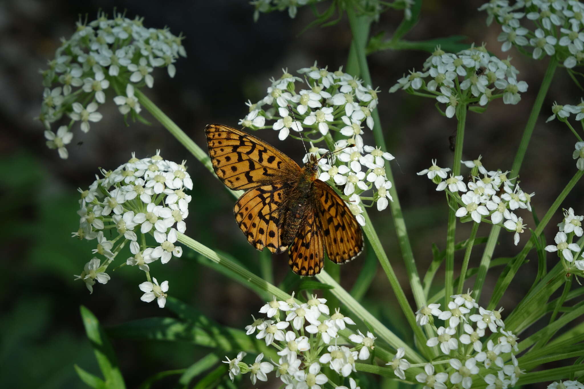 Image of <i>Boloria oscarus</i>