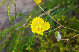 Image of Weed's mariposa lily