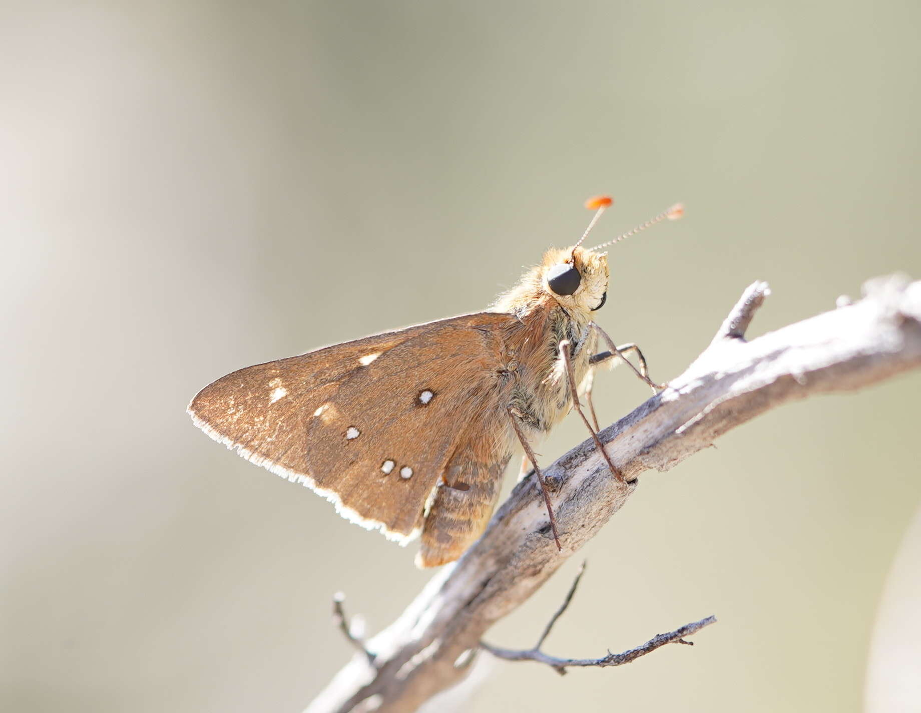 Image of Trapezites eliena Hewitson 1868