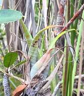 Image of twisted airplant