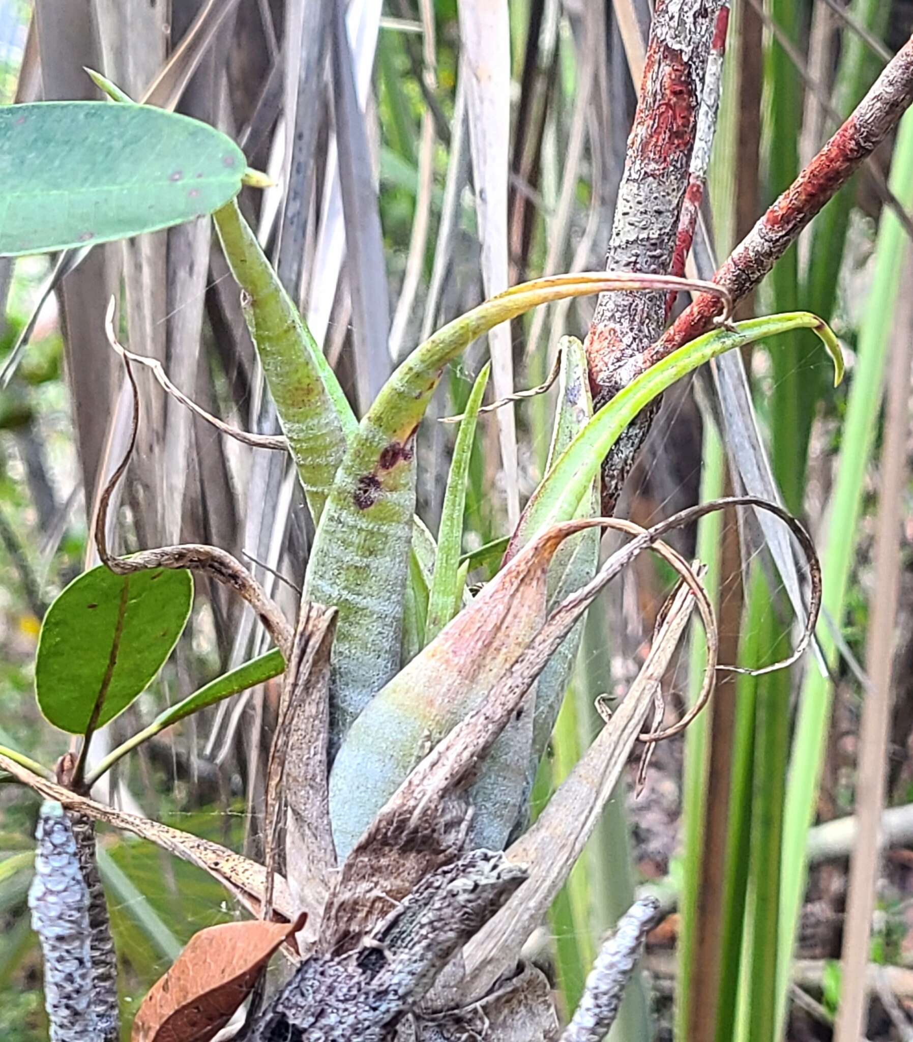 Image of twisted airplant