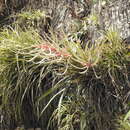 Image of Tillandsia copanensis Rauh & Rutschm.