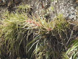 Image de Tillandsia copanensis Rauh & Rutschm.