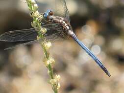 Image of Two-striped Skimmer