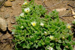 Image of Delosperma lebomboense (L. Bol.) Lavis