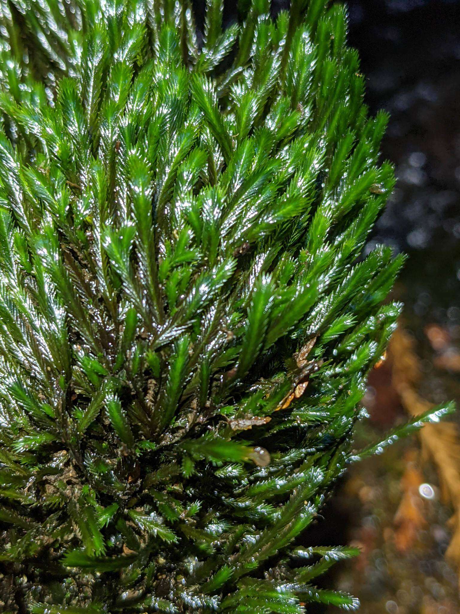 Image of largeleaf fissidens moss