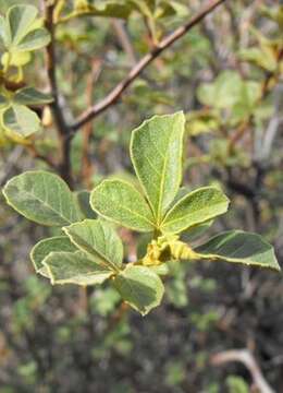 Image of Searsia populifolia (Sond.) Moffett