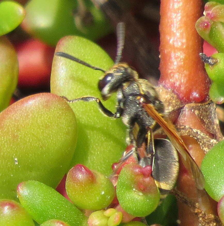 Image of Keyhole Wasp