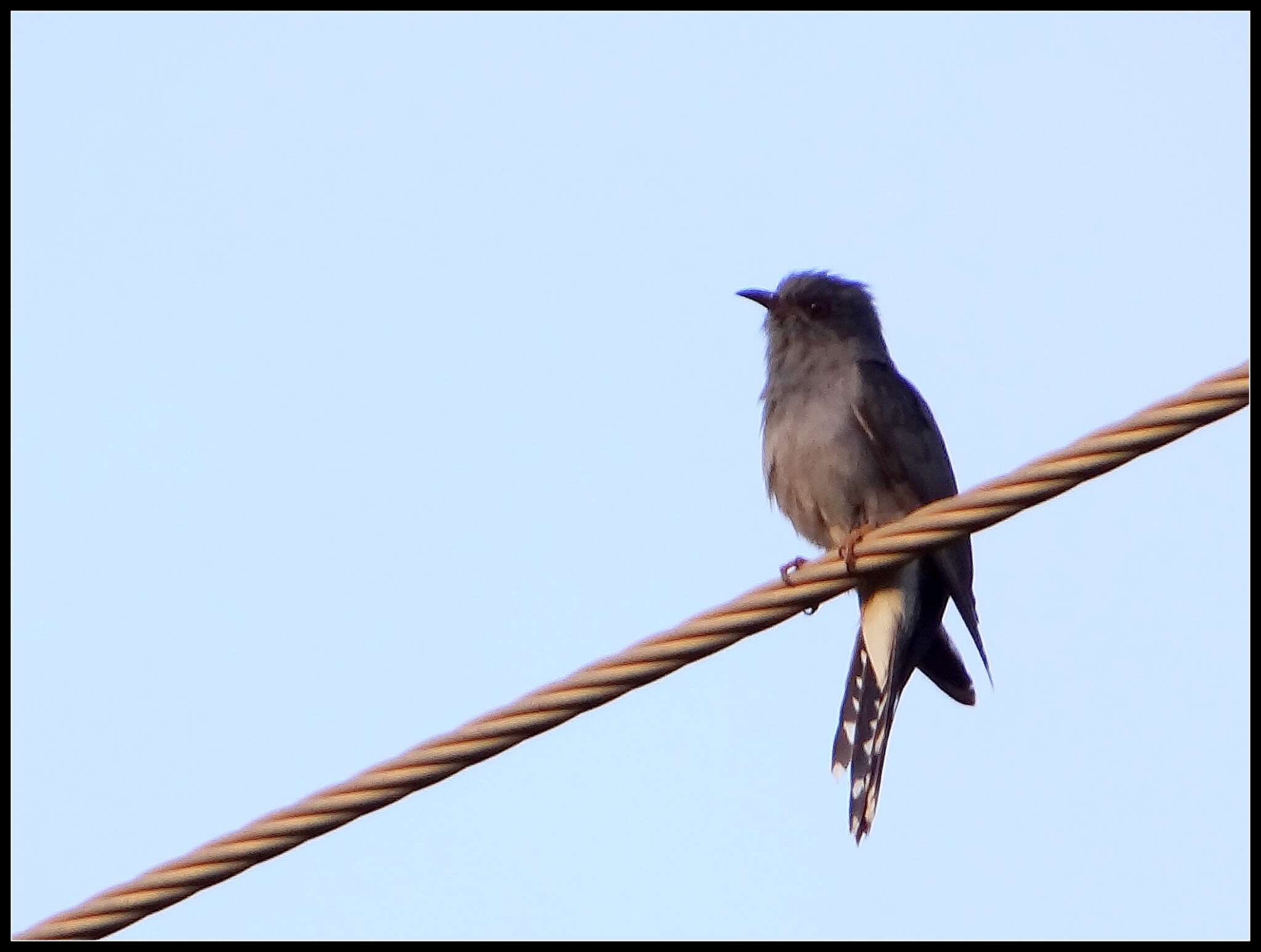 Image of Grey-bellied Cuckoo