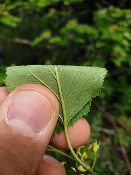 Image of rough hawthorn