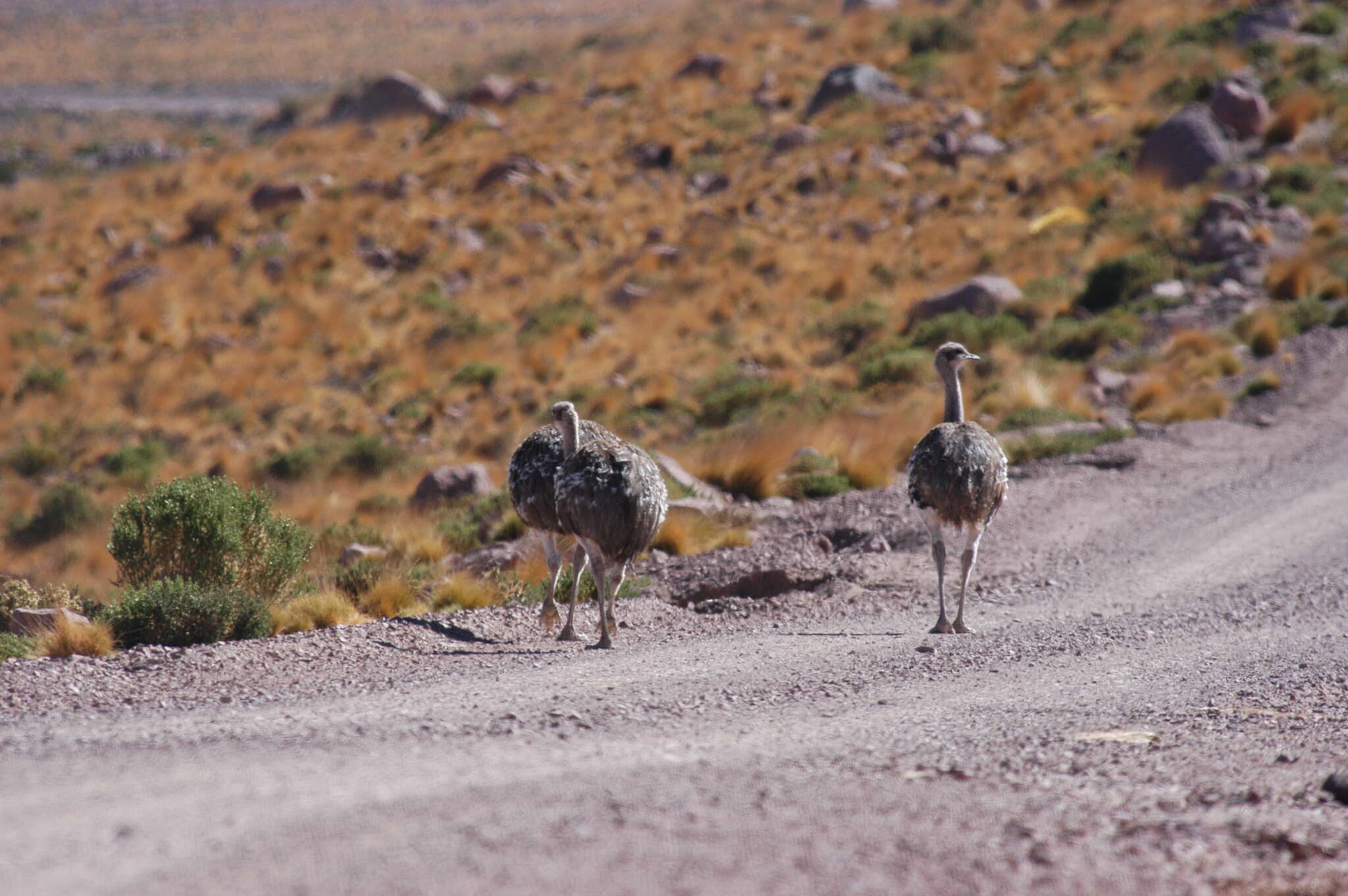 Image of Rhea pennata tarapacensis (Chubb & C 1913)