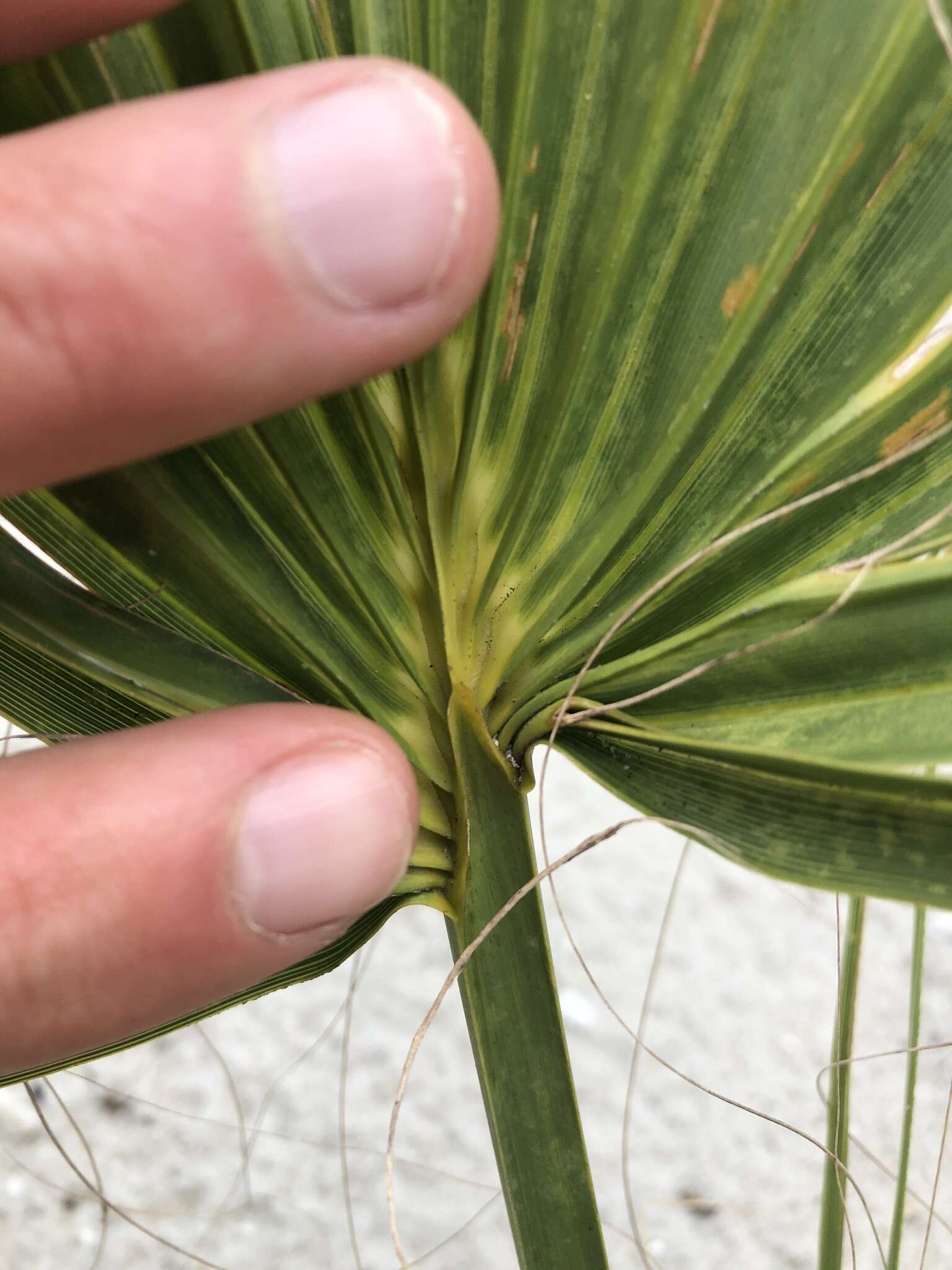 Image of scrub palmetto