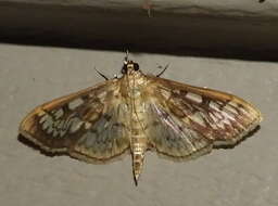 Image of Zigzag Herpetogramma