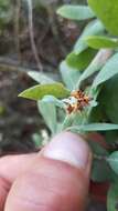 Plancia ëd Arctostaphylos crustacea subsp. crinita (J. E. Adams) V. T. Parker, M. C. Vasey & J. E. Keeley