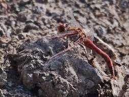 Image of Variegated Meadowhawk