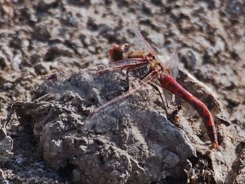 Image de Sympetrum corruptum (Hagen 1861)