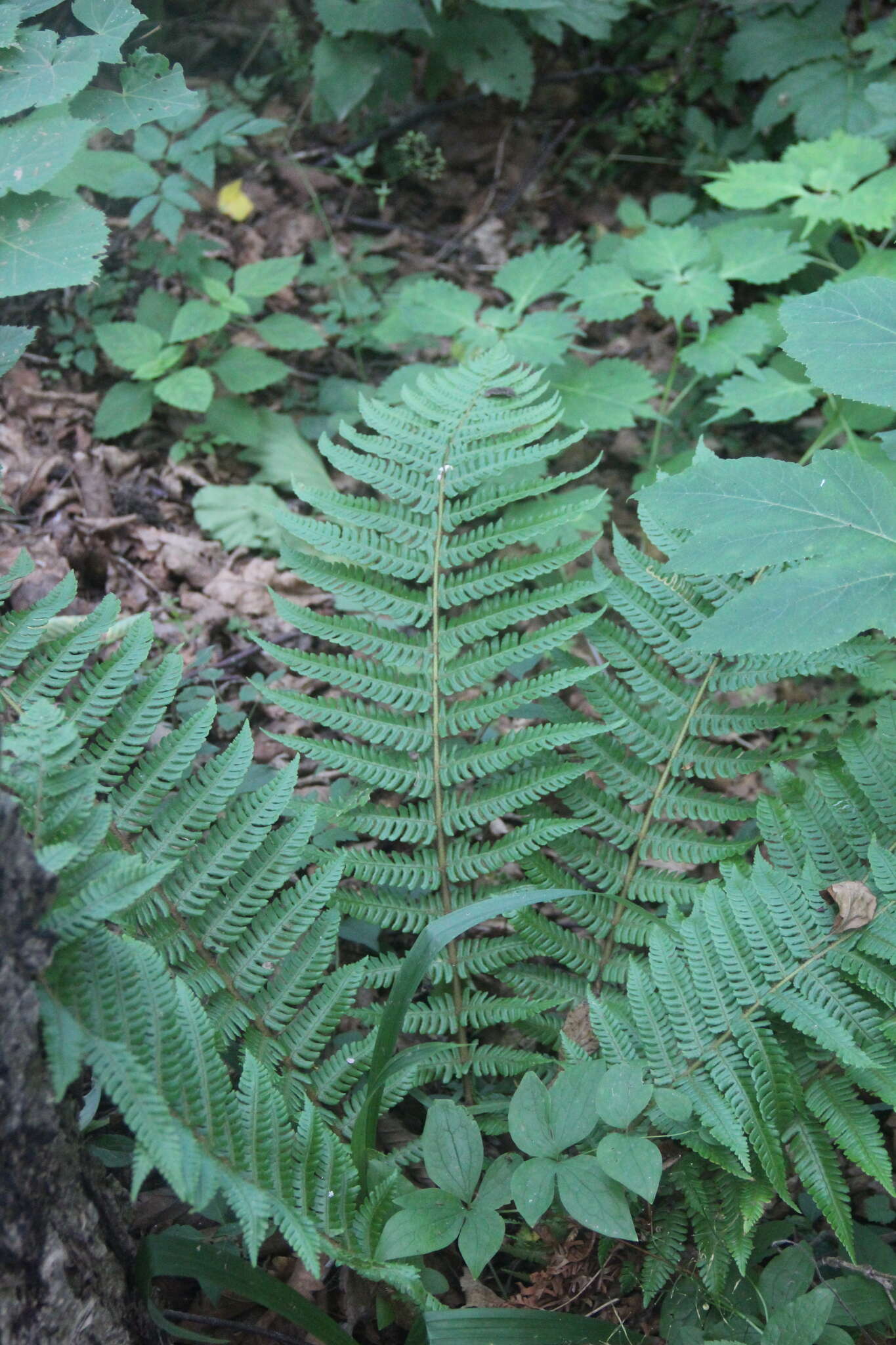 Image of Dryopteris crassirhizoma Nakai