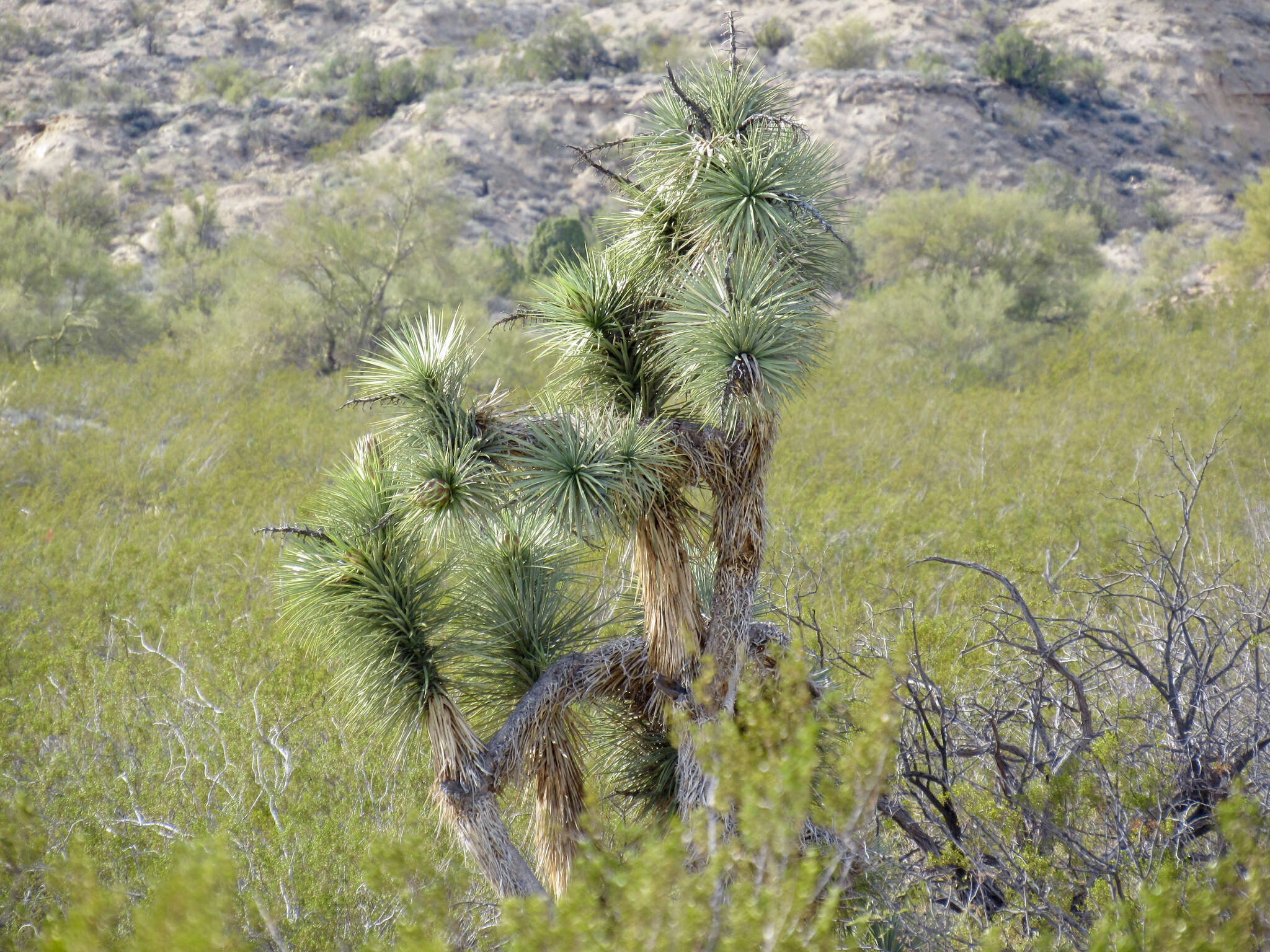 Image of Joshua tree